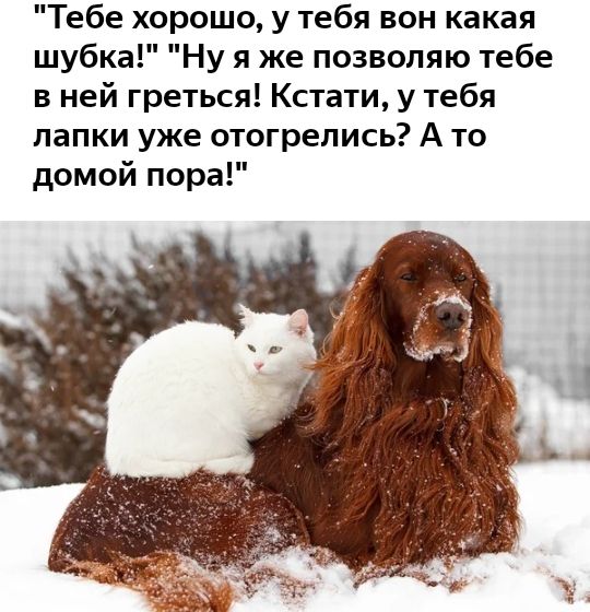 Тебе хорошо у тебя вон какая шубка Ну я же позволяю тебе в ней греться Кстати у тебя папки уже отогрелись А то домой пора