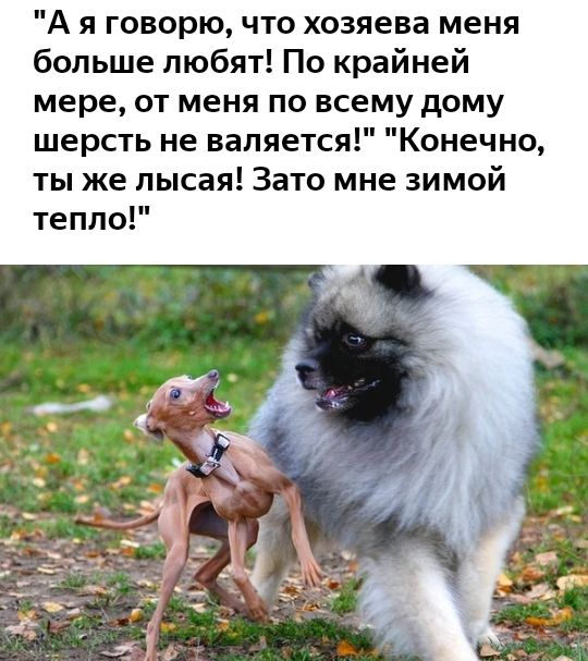А я говорю что хозяева меня больше любят По крайней мере от меня по всему дому шерсть не валяется Конечно ты же лысая Зато мне зимой тепло