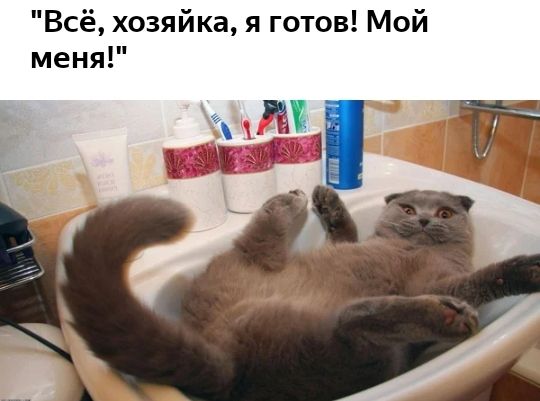 Всё хозяйка я готов Мой меня