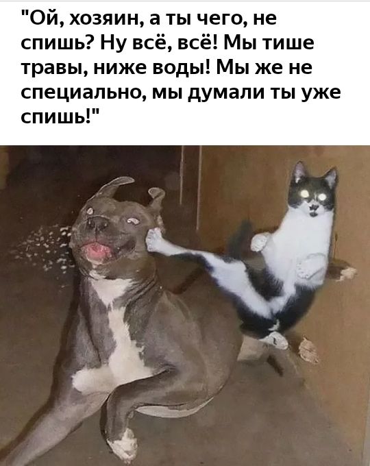 Ой хозяин а ты чего не спишь Ну всё всё Мы тише травы ниже воды Мы же не специально мы думали ты уже спишь О