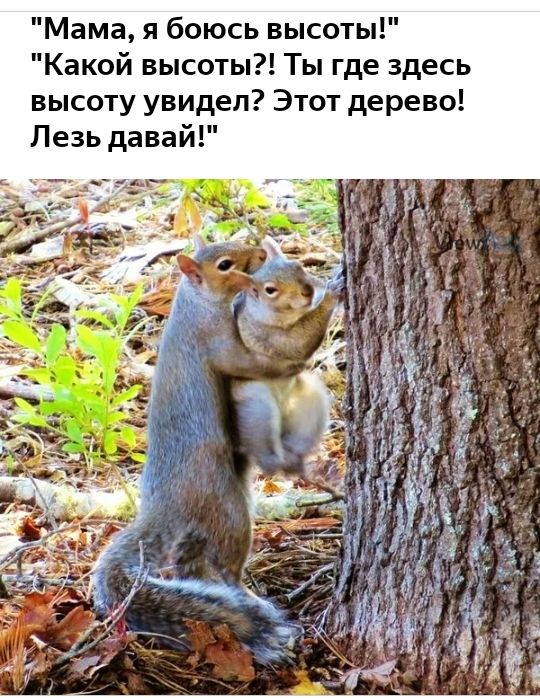 Мама я боюсь высоты Какой высоты Ты где здесь высоту увидел Этот дерево Пезь давай