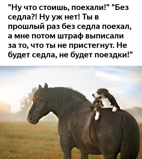 Ну что стоишь поехали Без седла Ну уж нет Ты в прошлый раз без седла поехал а мне потом штраф выписали за то что ты не пристегнут Не будет седла не будет поездки
