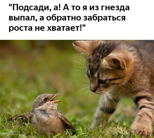 Подсади а А то я из гнезда выпал а обратно забраться роста не хватает