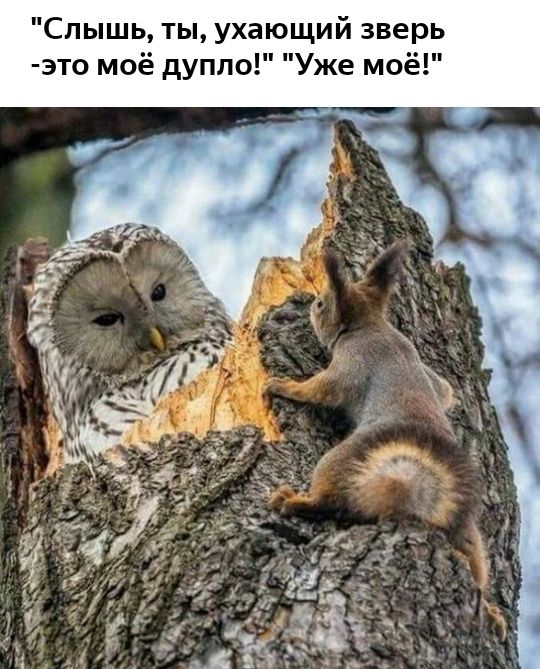 Слышь ты ухающий зверь это моё дупло Уже моё