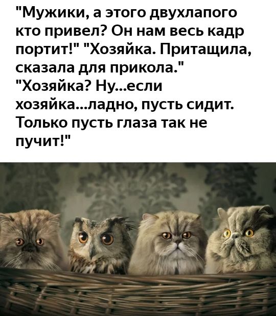 Мужики а этого двухлапого кто привел Он нам весь кадр портит Хозяйка Притащипа сказала для прикола Хозяйка Нуесли хозяйкаладно пусть сидит Только пусть глаза так не пучит