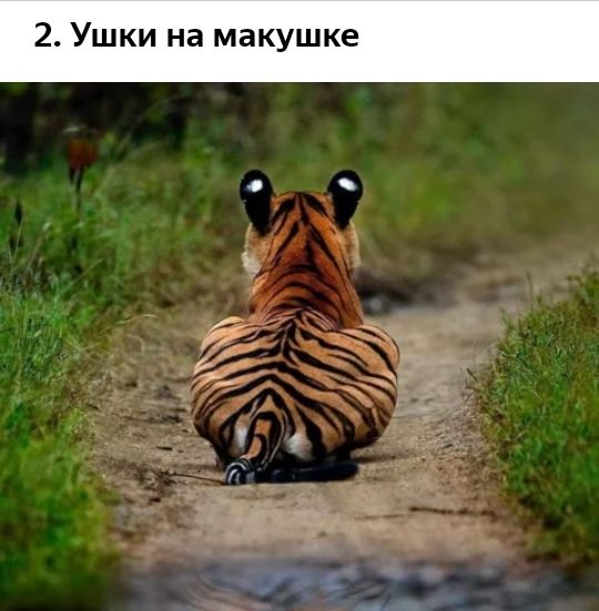 Ушки на макушке