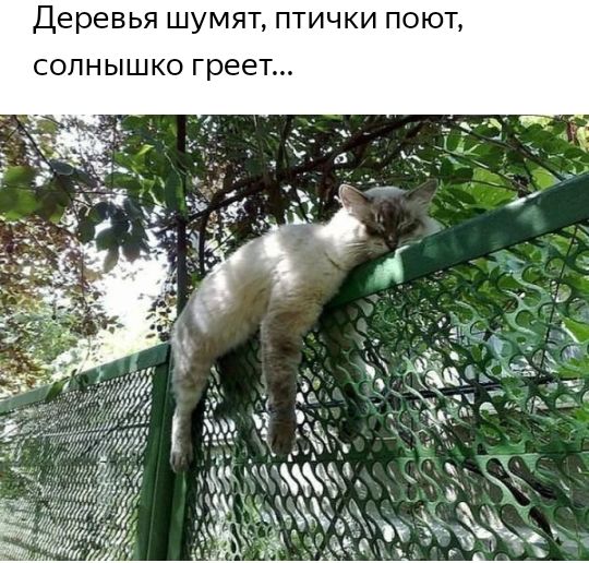 Деревья шумят птички п солнышко греет