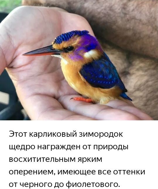 Этот карликовый зимородок щедро награжден от природы восхитительным ярким оперением имеющее все оттенки от черного до фиолетового