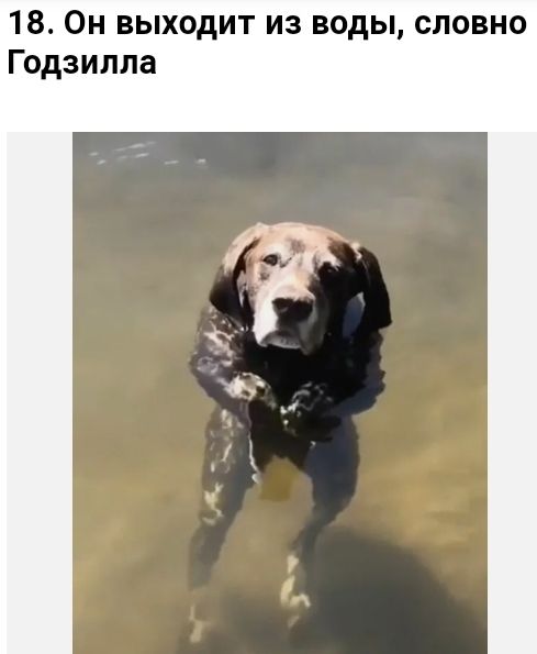 18 Он выходит из воды словно Годзилла