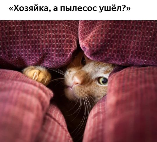 Хозяйка а пылесос ушёл