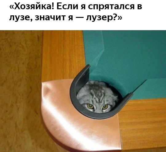 Хозяйка Если я спрятался в пузе значит я лузер