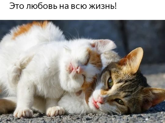 Это любовь на всю жизнь
