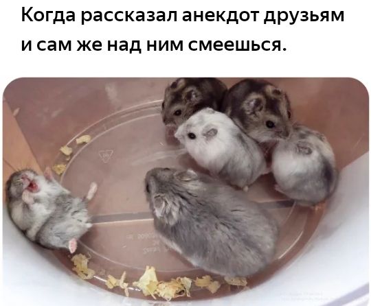 Когда рассказал анекдот друзьям И сам же над НИМ смеешься