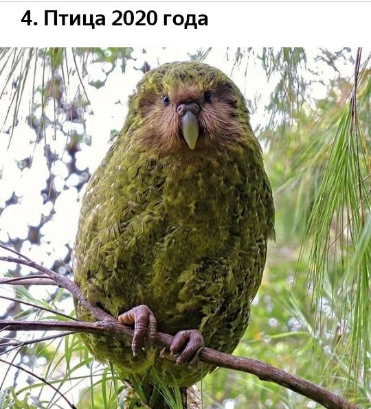 4 Птица 2020 года