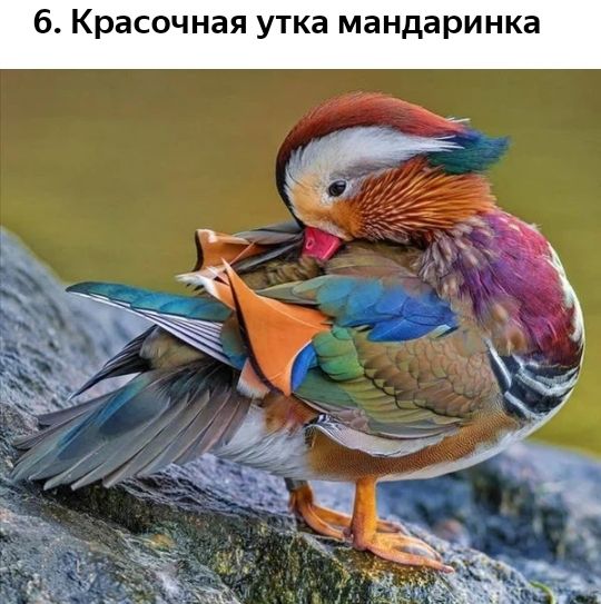 6 Красочная утка мандаринка
