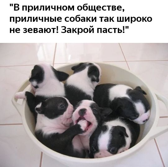 В приличном обществе приличные собаки так широко не зевают Закрой пасть