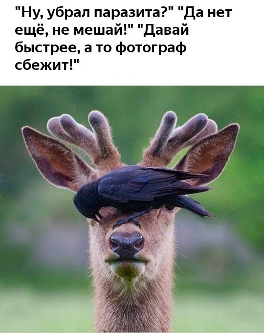 Ну убрал паразита Да нет ещё не мешай Давай быстрее а то фотограф сбежит