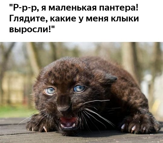 Р р р я маленькая пантера Глядите какие у меня кпыки выросли