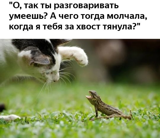 0 так ты разговаривать умеешь А чего тогда молчала когда я тебя за хвост тянула я _ 5 д __ __