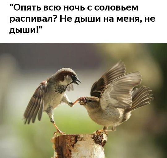 Опять всю ночь с соповьем распивал Не дыши на меня не