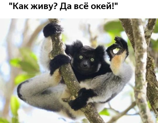 Как живу Да всё окей