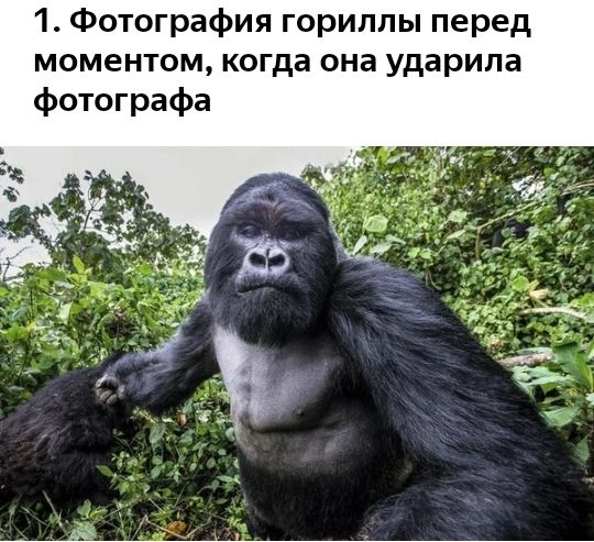 1 Фотография гориллы перед моментом когда она ударила фотографа ъъ