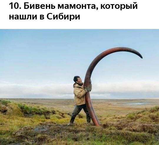 10 Бивень мамонта который нашли в Сибири