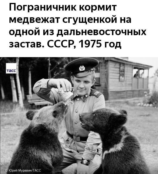 Пограничник кормит медвежат сгущенкой на одной из дальневосточных застав СССР 1975 год