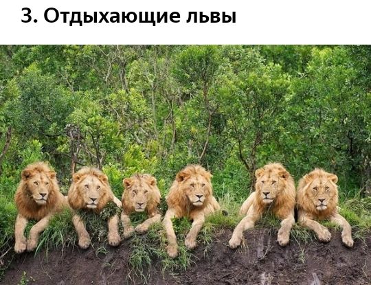 З Отдыхающие львы гп