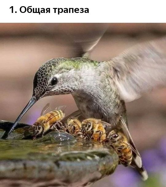 1 Общая трапеза