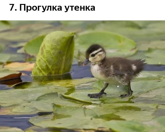 7 Прогулка утенка