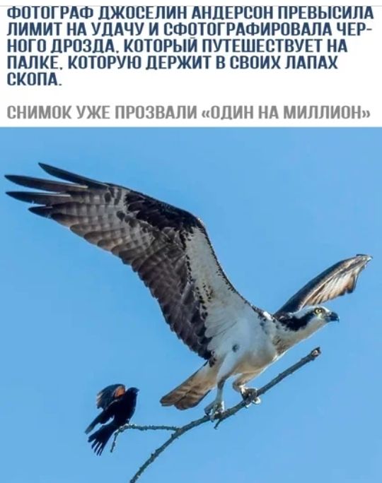 п и д