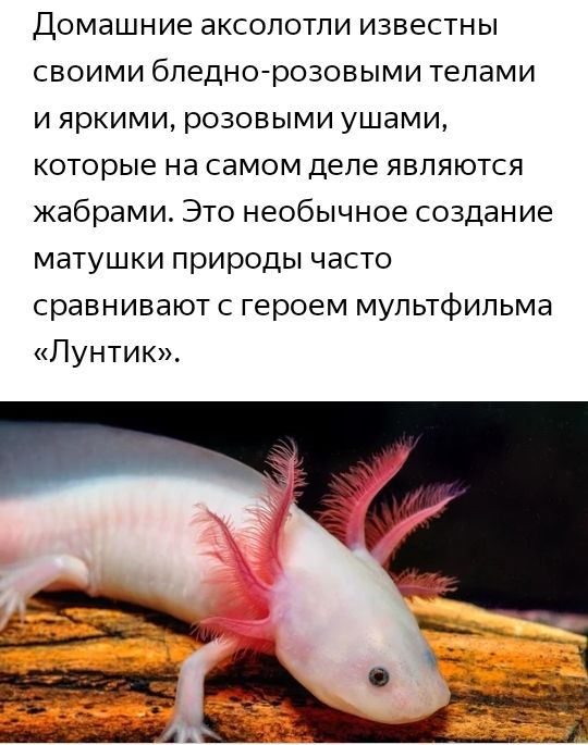 Домашние дКСОПОТЛИ известны СВОИМИ бледно розовыми телами И яркими розовыми УШЕМИ которые на самом деле ЯВЛЯЮТСЯ жабрами Это необычное создание матушки природы часто сравнивают с героем мультфильма Лунтик