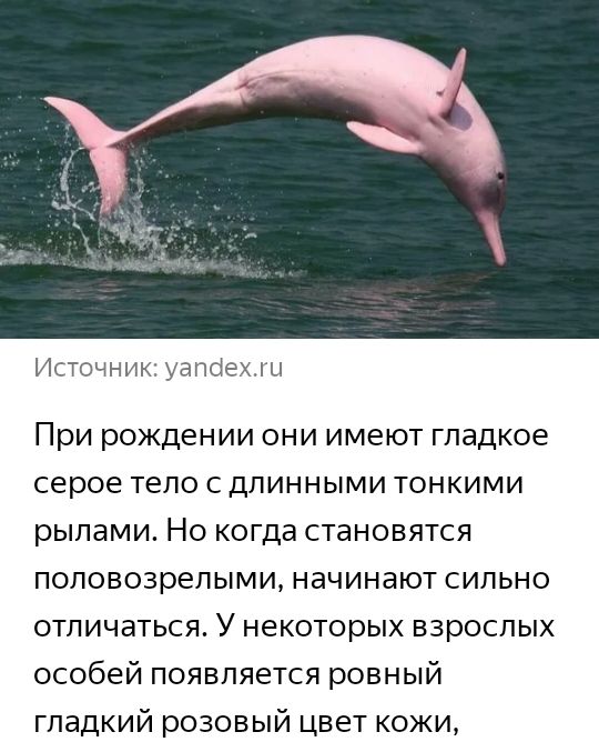 Источник уапсіехл и При рождении они имеют гладкое серое тело с длинными тонкими рылами Но когда становятся половозрелыми начинают сильно отличаться У некоторых взрослых особей появляется ровный гладкий розовый цвет кожи