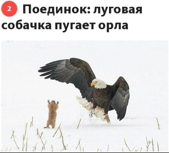 Поединок луговая собачка пугает орла
