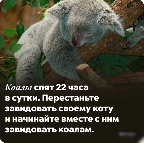 Комы спят 22 часа в сутки Перестаньте завидовать своему коту и начинайте вместе с ним ЗЗВИДОВЗТЬ коалам