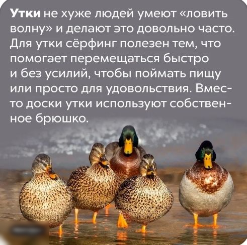 Утки не хуже людей умеют ловить волну и делают это довольно часто Для утки сёрфинг полезен тем что помогает перемещаться быстро и без усилий чтобы поймать пищу или просто для удовольствия Вмес то доски утки используют собствен ное брюшко