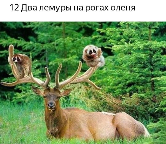 12 Два лемуры на рогах оленя