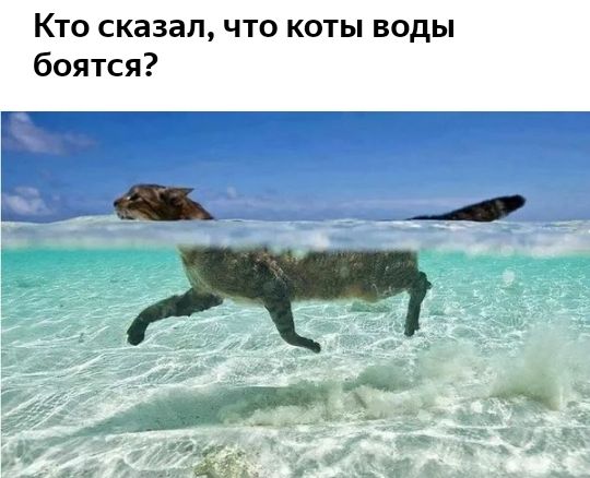 Кто сказал что коты воды боятся