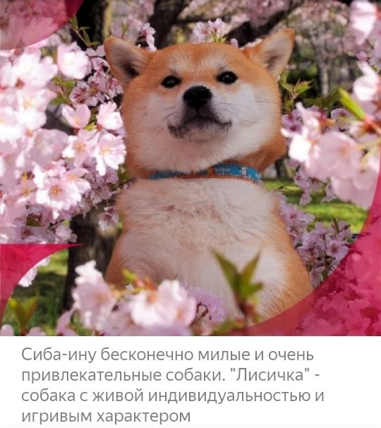 Сиба ину бесконечно милые и очень привлекательные собаки Лисичка собака с живой индивидуальностью и игривым характером