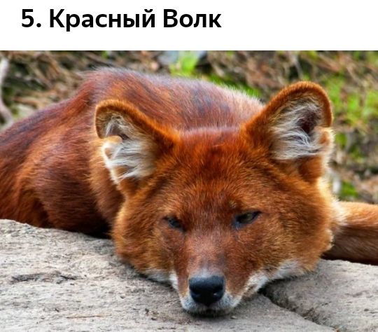 5 Красный Волк