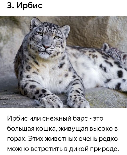 Ирбис ипи снежный барс это большая кошка живущая высоко в горах Этих животных очень редко можно встретить в дикой природе