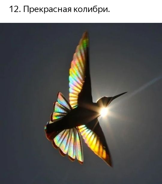 12 Прекрасная копибри