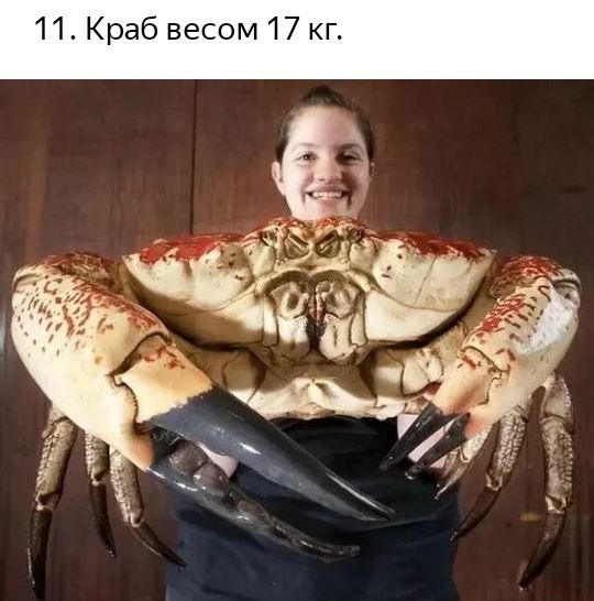 11 Краб весом 17 кг