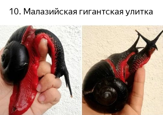 10 Малазийская гигантская улитка