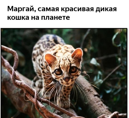 Маргай самая красивая дикая кошка на планете