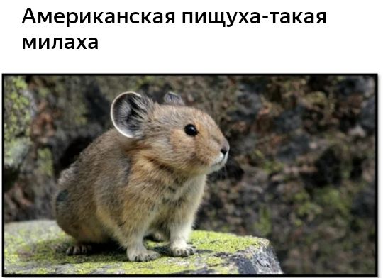 Американская пищуха такая мипаха