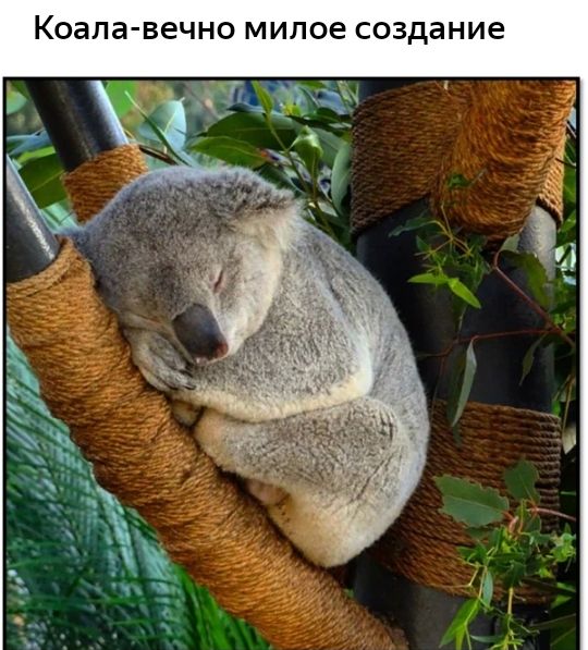 Коапа вечно милое создание