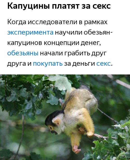 КВПУЦИНЫ ПЛЗТЯТ 33 секс исследователи в рамках научили обезьян капуцинов концепции денег начали грабить друг друга и г КГ за деньги