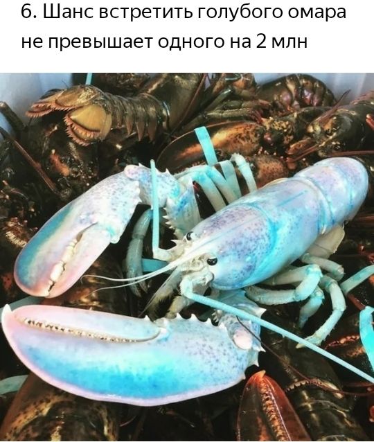 6 Шанс встретить голубого омара не превышает одного на 2 млн